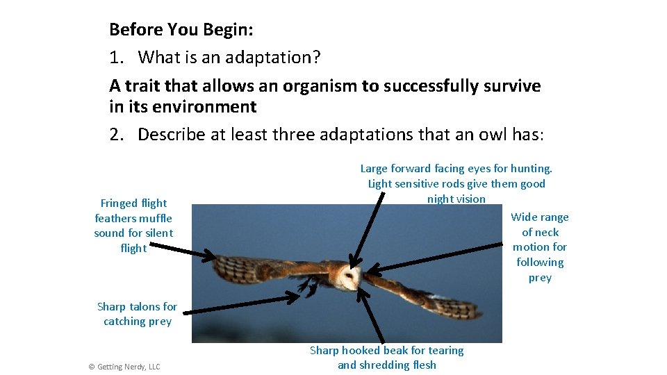 Before You Begin: 1. What is an adaptation? A trait that allows an organism