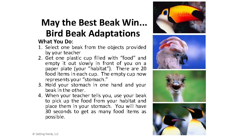 May the Best Beak Win. . . Bird Beak Adaptations What You Do: 1.