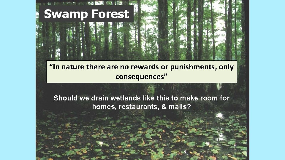 Swamp Forest “In nature there are no rewards or punishments, only consequences” Should we Swamp Forest “In nature there are no rewards or punishments, only consequences” Should we