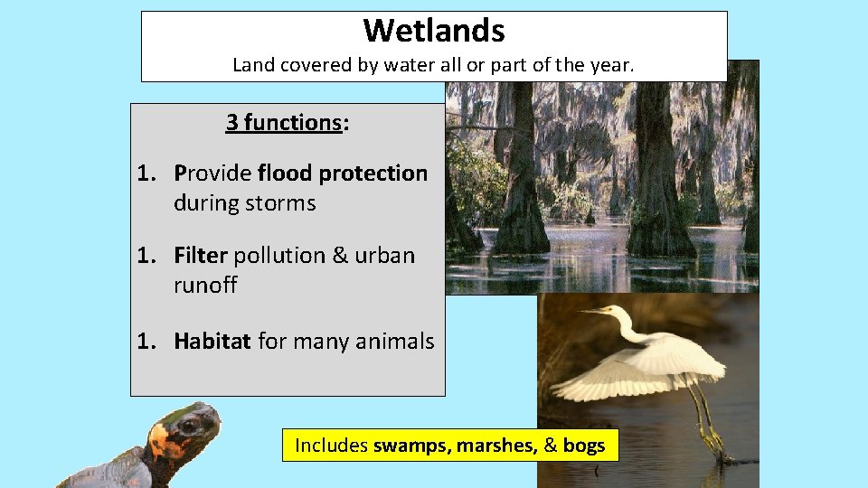 Wetlands Land covered by water all or part of the year. 3 functions: 1. Wetlands Land covered by water all or part of the year. 3 functions: 1.