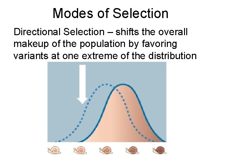 Modes of Selection Directional Selection – shifts the overall makeup of the population by