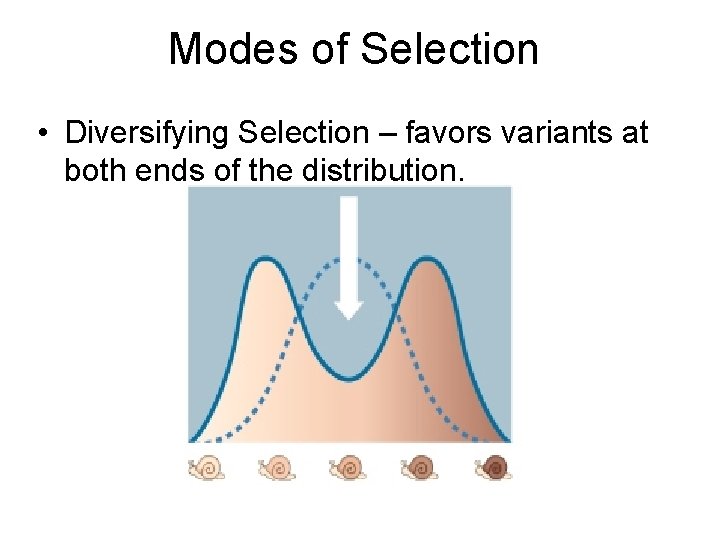 Modes of Selection • Diversifying Selection – favors variants at both ends of the