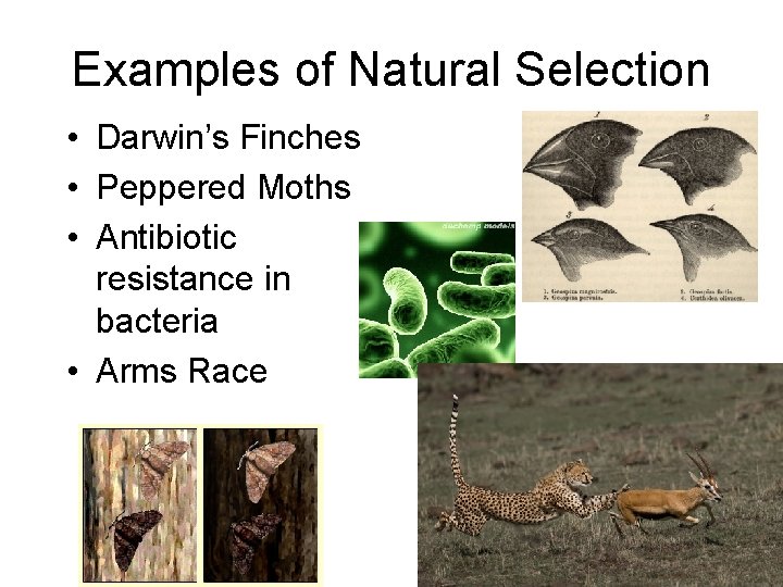 Examples of Natural Selection • Darwin’s Finches • Peppered Moths • Antibiotic resistance in