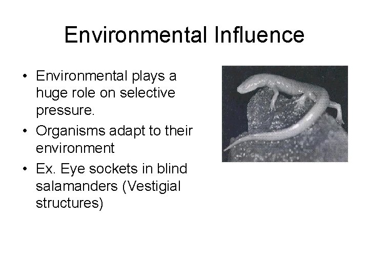 Environmental Influence • Environmental plays a huge role on selective pressure. • Organisms adapt