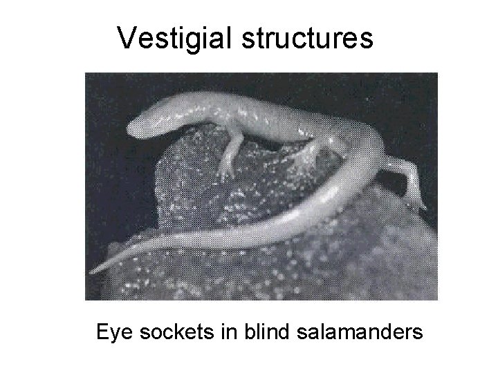 Vestigial structures Eye sockets in blind salamanders 