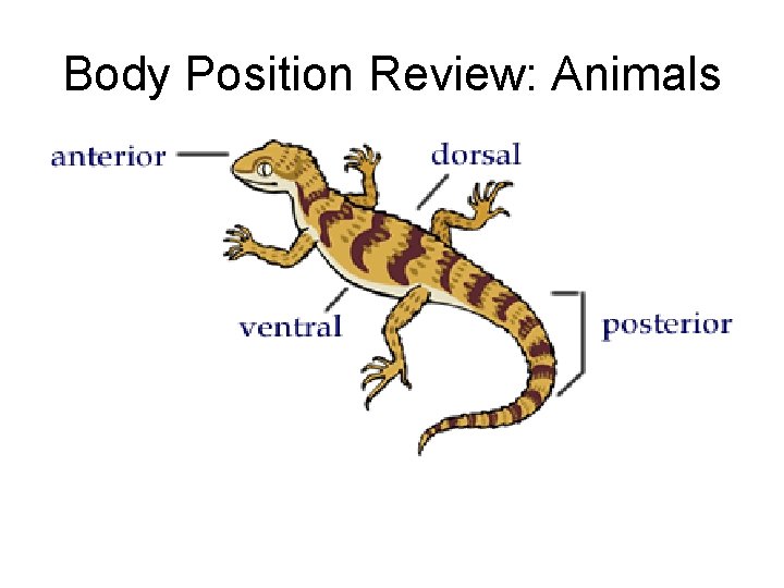 Body Position Review: Animals 