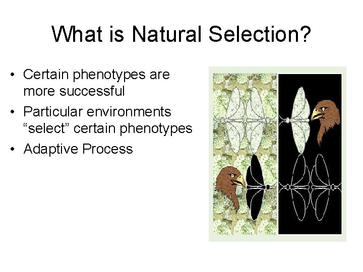 What is Natural Selection? • Certain phenotypes are more successful • Particular environments “select”