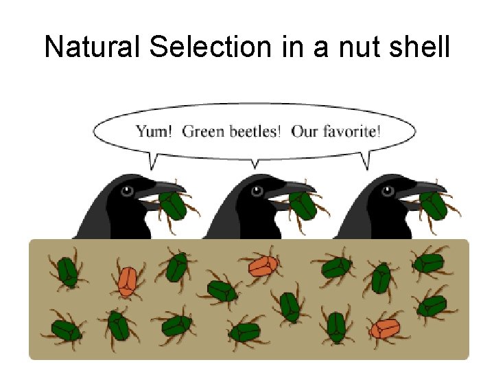 Natural Selection in a nut shell 
