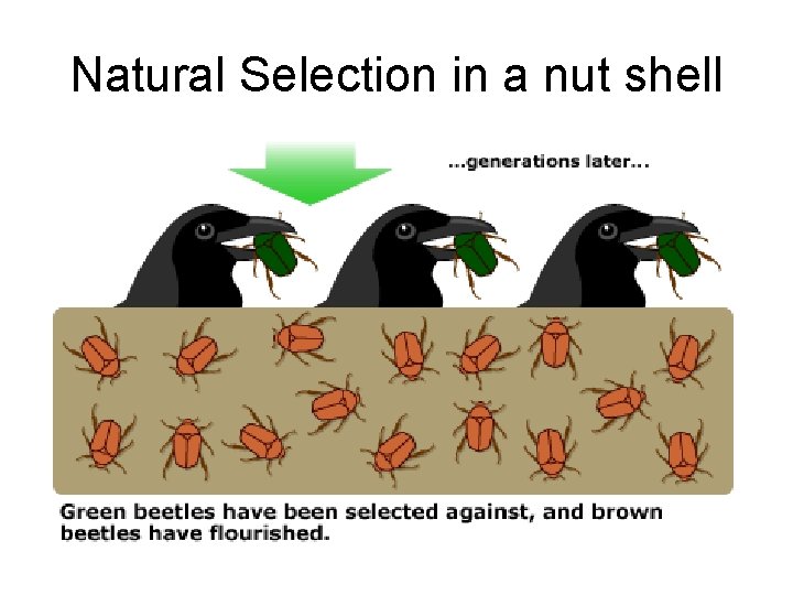 Natural Selection in a nut shell 