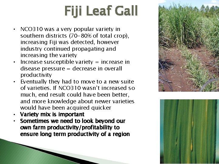 Fiji Leaf Gall • NCO 310 was a very popular variety in southern districts