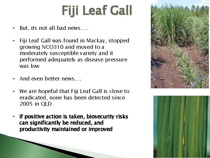 Fiji Leaf Gall • But, its not all bad news…. • Fiji Leaf Gall
