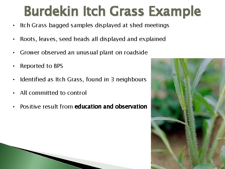 Burdekin Itch Grass Example • Itch Grass bagged samples displayed at shed meetings •