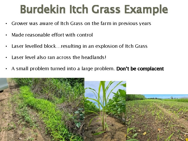 Burdekin Itch Grass Example • Grower was aware of Itch Grass on the farm