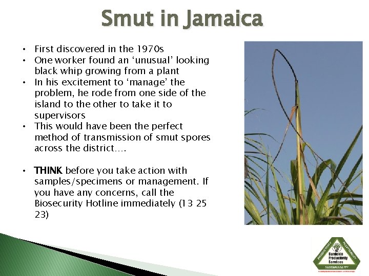 Smut in Jamaica • First discovered in the 1970 s • One worker found