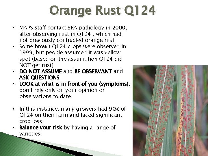 Orange Rust Q 124 • MAPS staff contact SRA pathology in 2000, after observing