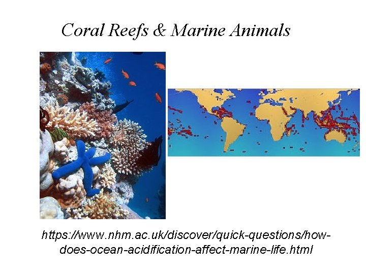 Coral Reefs & Marine Animals https: //www. nhm. ac. uk/discover/quick-questions/howdoes-ocean-acidification-affect-marine-life. html 