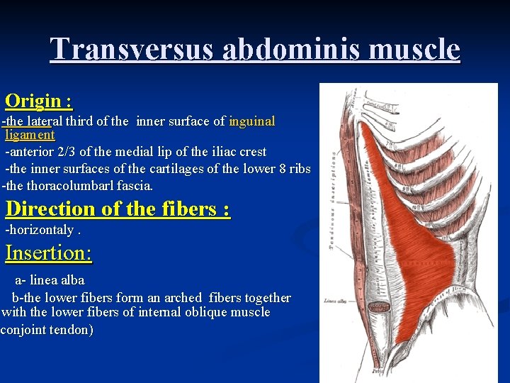 Transversus abdominis muscle Origin : -the lateral third of the inner surface of inguinal Transversus abdominis muscle Origin : -the lateral third of the inner surface of inguinal