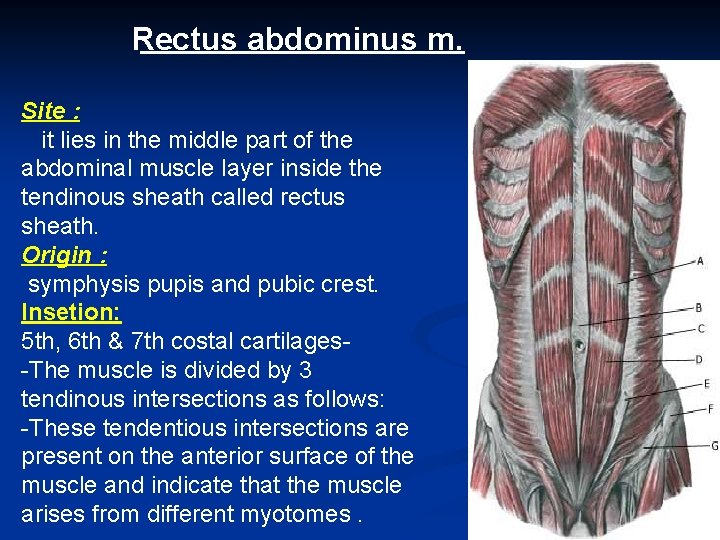 Rectus abdominus m. Site : it lies in the middle part of the abdominal