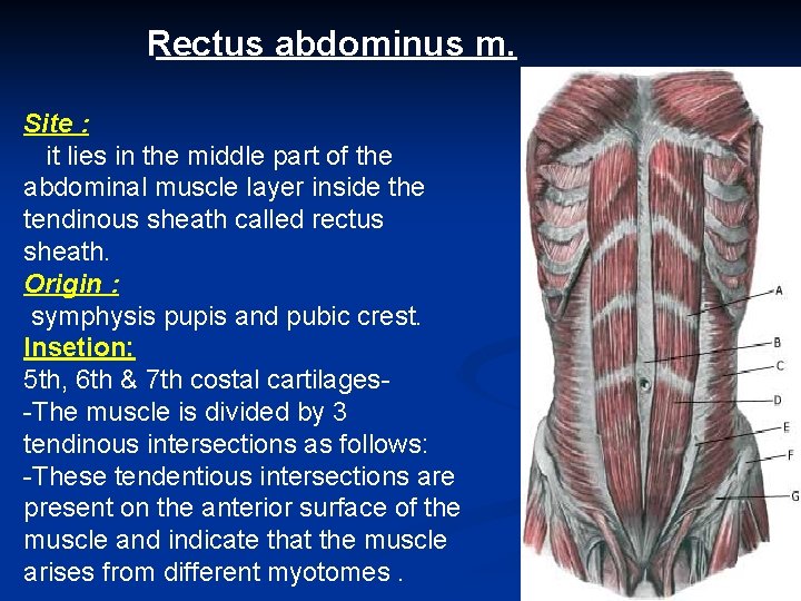 Rectus abdominus m. Site : it lies in the middle part of the abdominal Rectus abdominus m. Site : it lies in the middle part of the abdominal