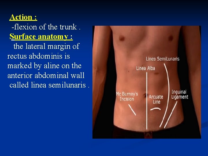 Action : -flexion of the trunk. Surface anatomy : the lateral margin of rectus Action : -flexion of the trunk. Surface anatomy : the lateral margin of rectus