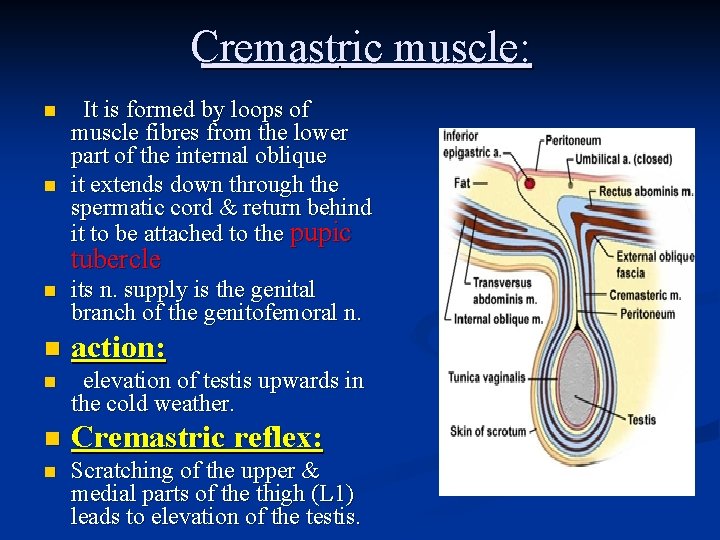 Cremastric muscle: n n It is formed by loops of muscle fibres from the