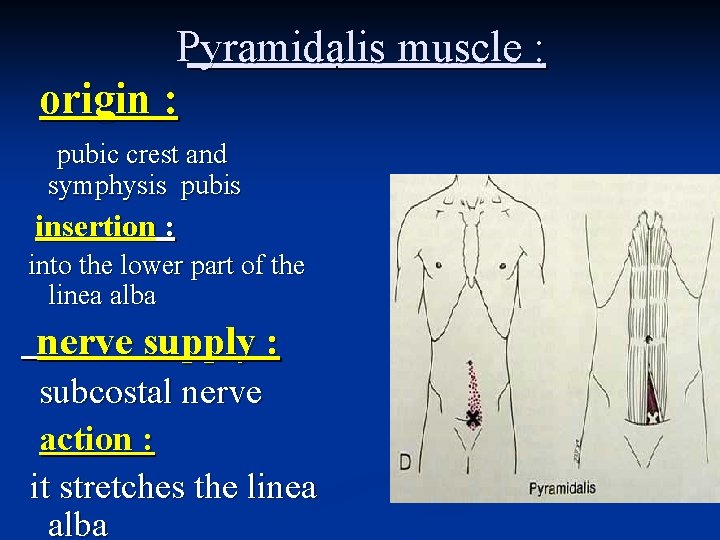 Pyramidalis muscle : origin : pubic crest and symphysis pubis insertion : into the Pyramidalis muscle : origin : pubic crest and symphysis pubis insertion : into the