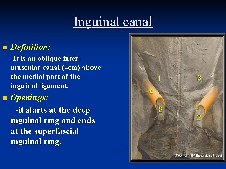Inguinal canal n Definition: It is an oblique intermuscular canal (4 cm) above the