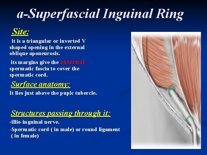 a-Superfascial Inguinal Ring Site: it is a triangular or inverted V shaped opening in a-Superfascial Inguinal Ring Site: it is a triangular or inverted V shaped opening in