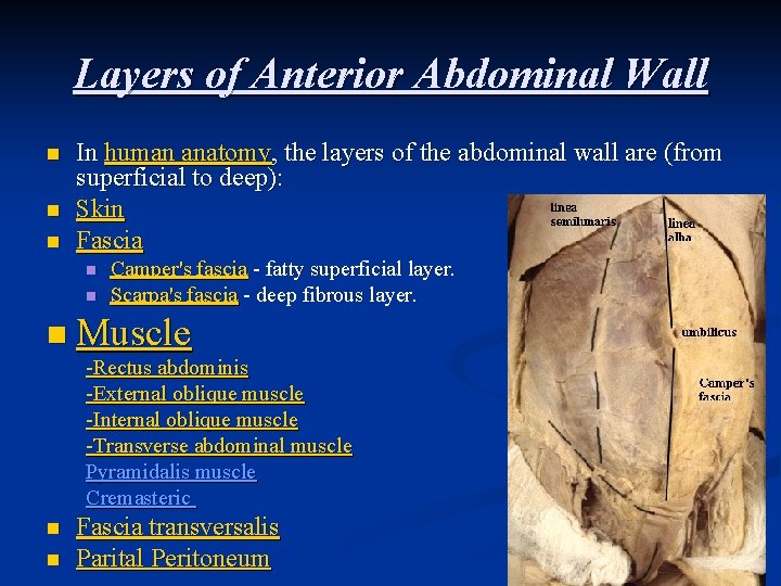 Layers of Anterior Abdominal Wall n n n In human anatomy, the layers of