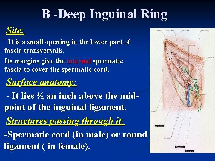B -Deep Inguinal Ring Site: It is a small opening in the lower part B -Deep Inguinal Ring Site: It is a small opening in the lower part