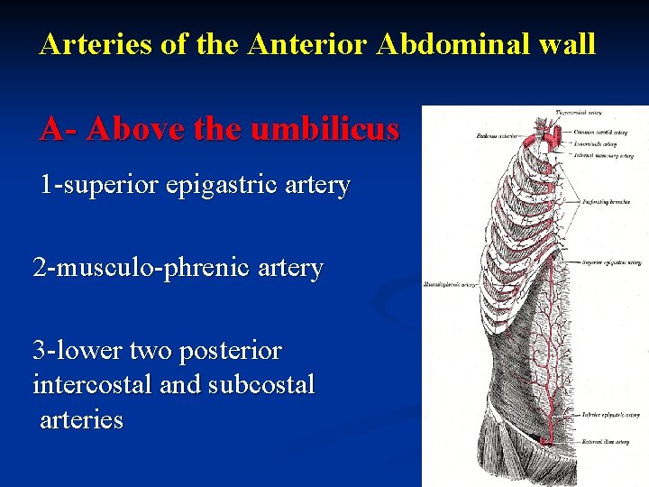 Arteries of the Anterior Abdominal wall A- Above the umbilicus 1 -superior epigastric artery Arteries of the Anterior Abdominal wall A- Above the umbilicus 1 -superior epigastric artery