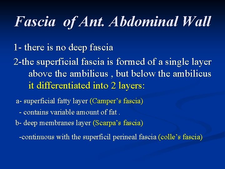 Fascia of Ant. Abdominal Wall 1 - there is no deep fascia 2 -the