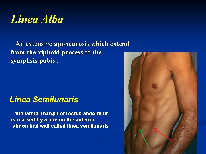 Linea Alba An extensive aponeurosis which extend from the xiphoid process to the symphsis Linea Alba An extensive aponeurosis which extend from the xiphoid process to the symphsis