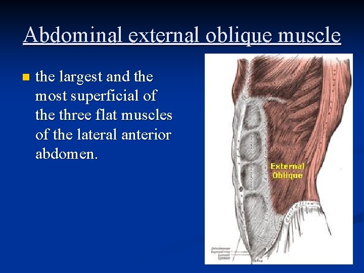 Abdominal external oblique muscle n the largest and the most superficial of the three