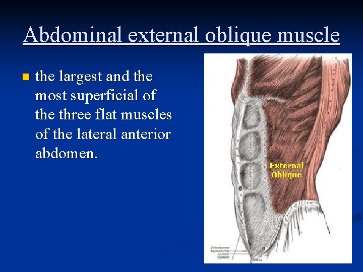 Abdominal external oblique muscle n the largest and the most superficial of the three Abdominal external oblique muscle n the largest and the most superficial of the three