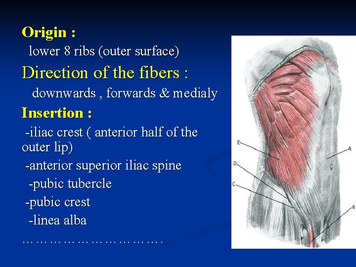 Origin : lower 8 ribs (outer surface) Direction of the fibers : downwards , Origin : lower 8 ribs (outer surface) Direction of the fibers : downwards ,