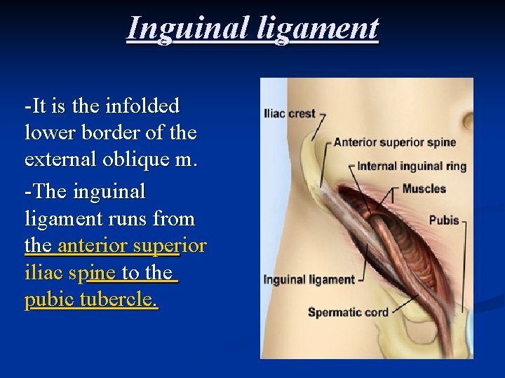 Inguinal ligament -It is the infolded lower border of the external oblique m. -The Inguinal ligament -It is the infolded lower border of the external oblique m. -The