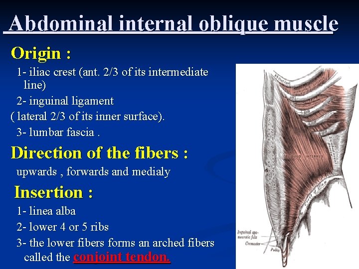 Abdominal internal oblique muscle Origin : 1 - iliac crest (ant. 2/3 of its