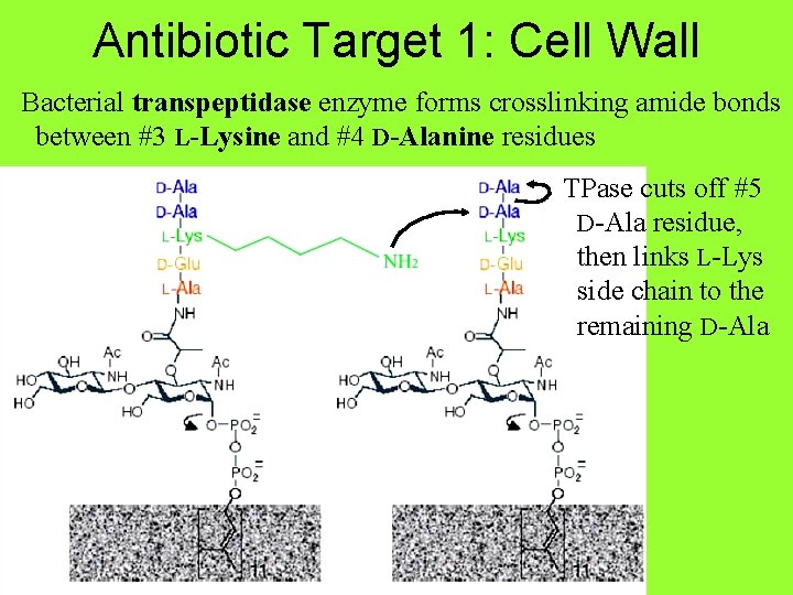 Antibiotic Target 1: Cell Wall Bacterial transpeptidase enzyme forms crosslinking amide bonds between #3