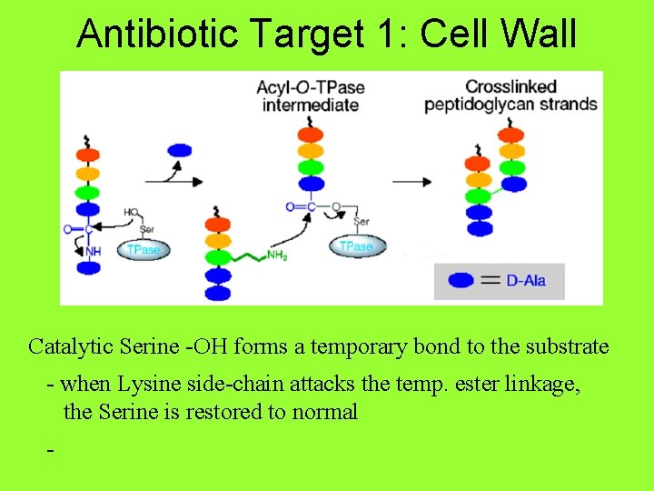 Antibiotic Target 1: Cell Wall Catalytic Serine -OH forms a temporary bond to the