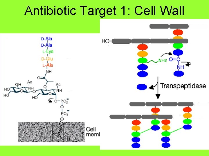 Antibiotic Target 1: Cell Wall 