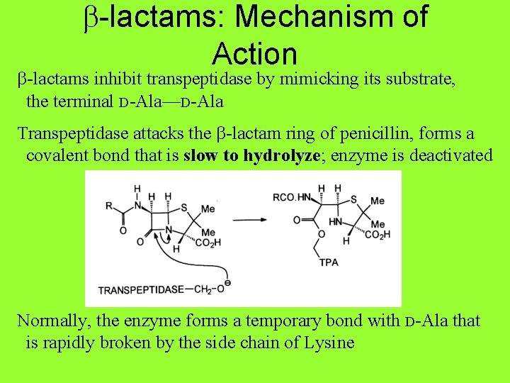 b-lactams: Mechanism of Action b-lactams inhibit transpeptidase by mimicking its substrate, the terminal D-Ala—D-Ala