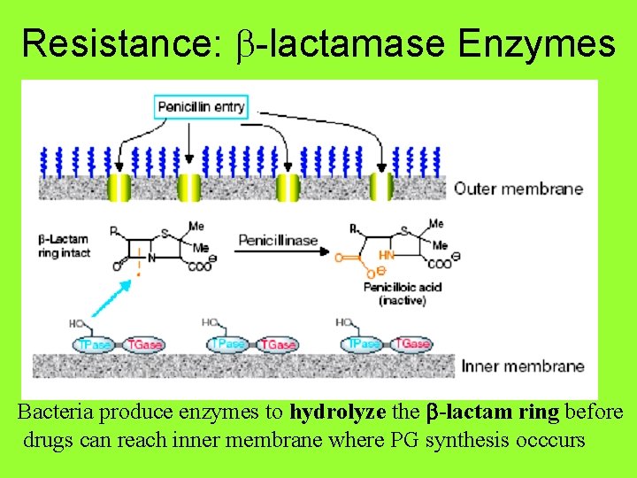 Resistance: b-lactamase Enzymes Bacteria produce enzymes to hydrolyze the b-lactam ring before drugs can