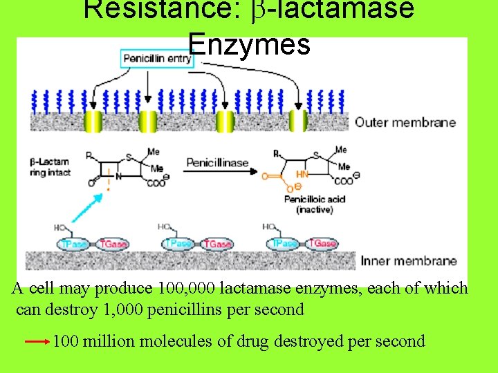 Resistance: b-lactamase Enzymes A cell may produce 100, 000 lactamase enzymes, each of which