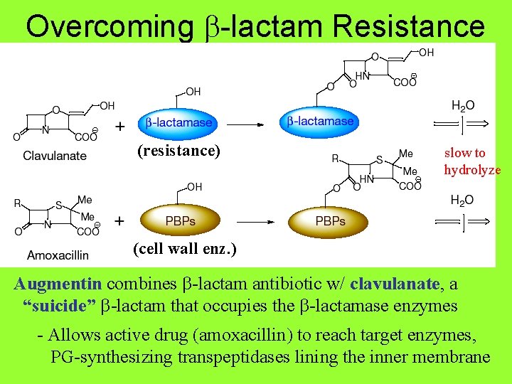 Overcoming b-lactam Resistance (resistance) slow to hydrolyze (cell wall enz. ) Augmentin combines b-lactam