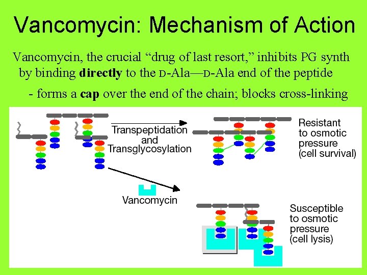 Vancomycin: Mechanism of Action Vancomycin, the crucial “drug of last resort, ” inhibits PG