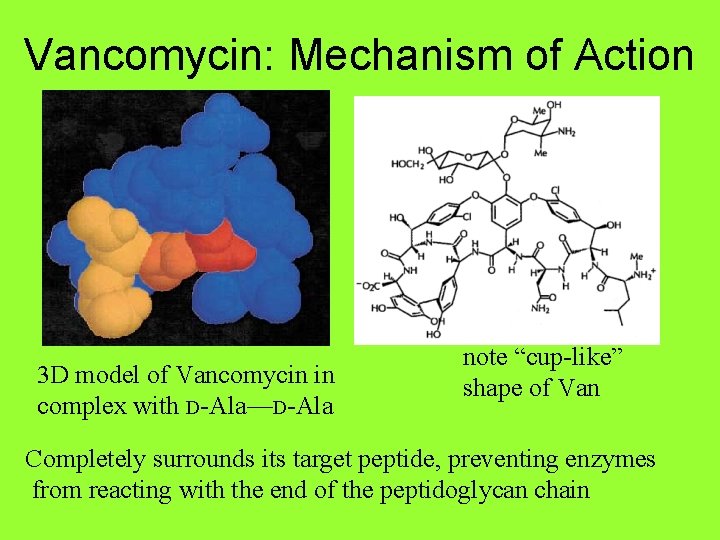 Vancomycin: Mechanism of Action 3 D model of Vancomycin in complex with D-Ala—D-Ala note