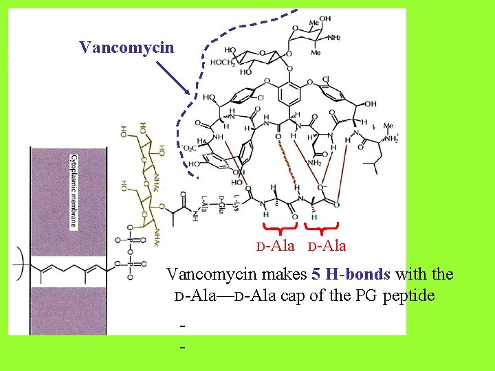 Vancomycin D-Ala Vancomycin makes 5 H-bonds with the D-Ala—D-Ala cap of the PG peptide