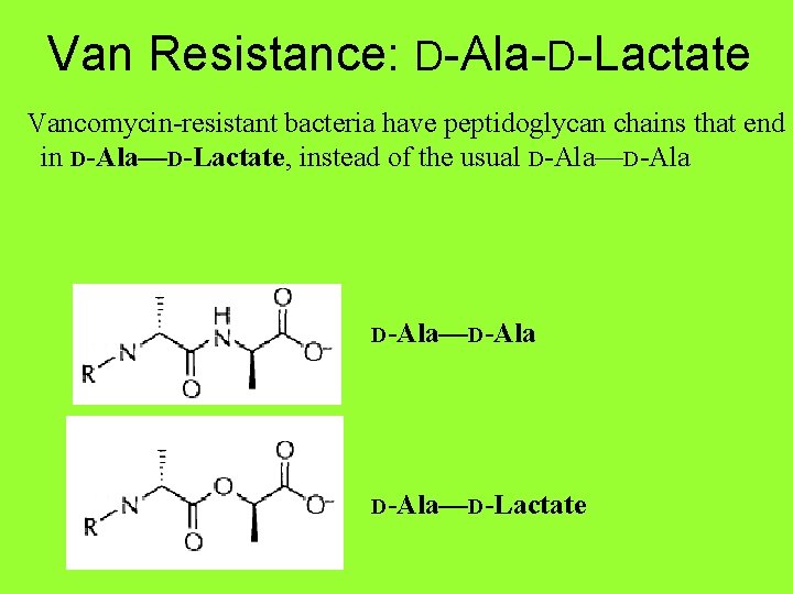 Van Resistance: D-Ala-D-Lactate Vancomycin-resistant bacteria have peptidoglycan chains that end in D-Ala—D-Lactate, instead of