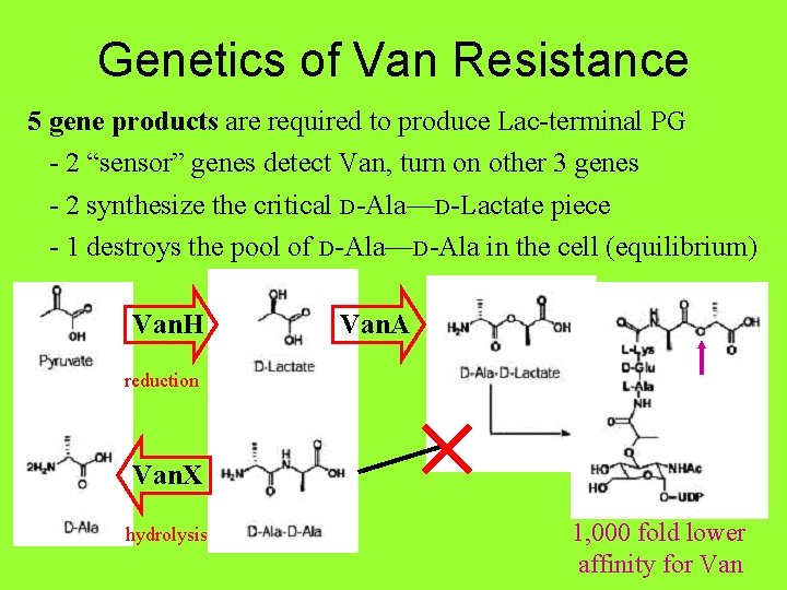 Genetics of Van Resistance 5 gene products are required to produce Lac-terminal PG -